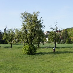 Radebeul Weinberge Wanderweg